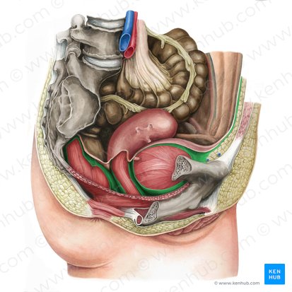 Fáscia pélvica visceral (Fascia visceralis pelvis); Imagem: Irina Münstermann