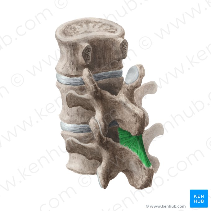 Ligamento interespinoso (Ligamentum interspinale); Imagen: Liene Znotina