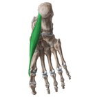 Abductor hallucis muscle