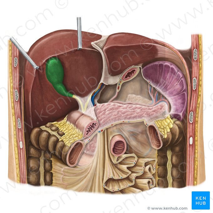 Gallbladder (Vesica biliaris); Image: Irina Münstermann