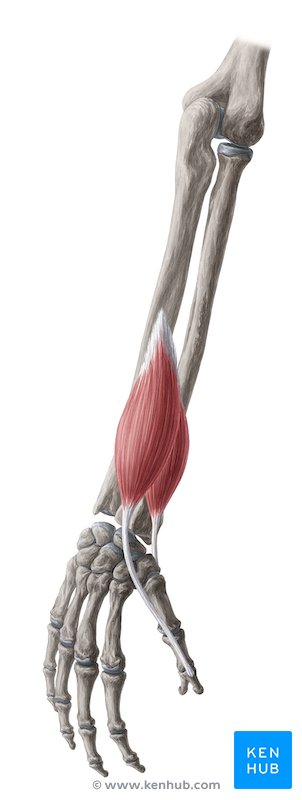 dibujo de anatomia del musculo del brazo