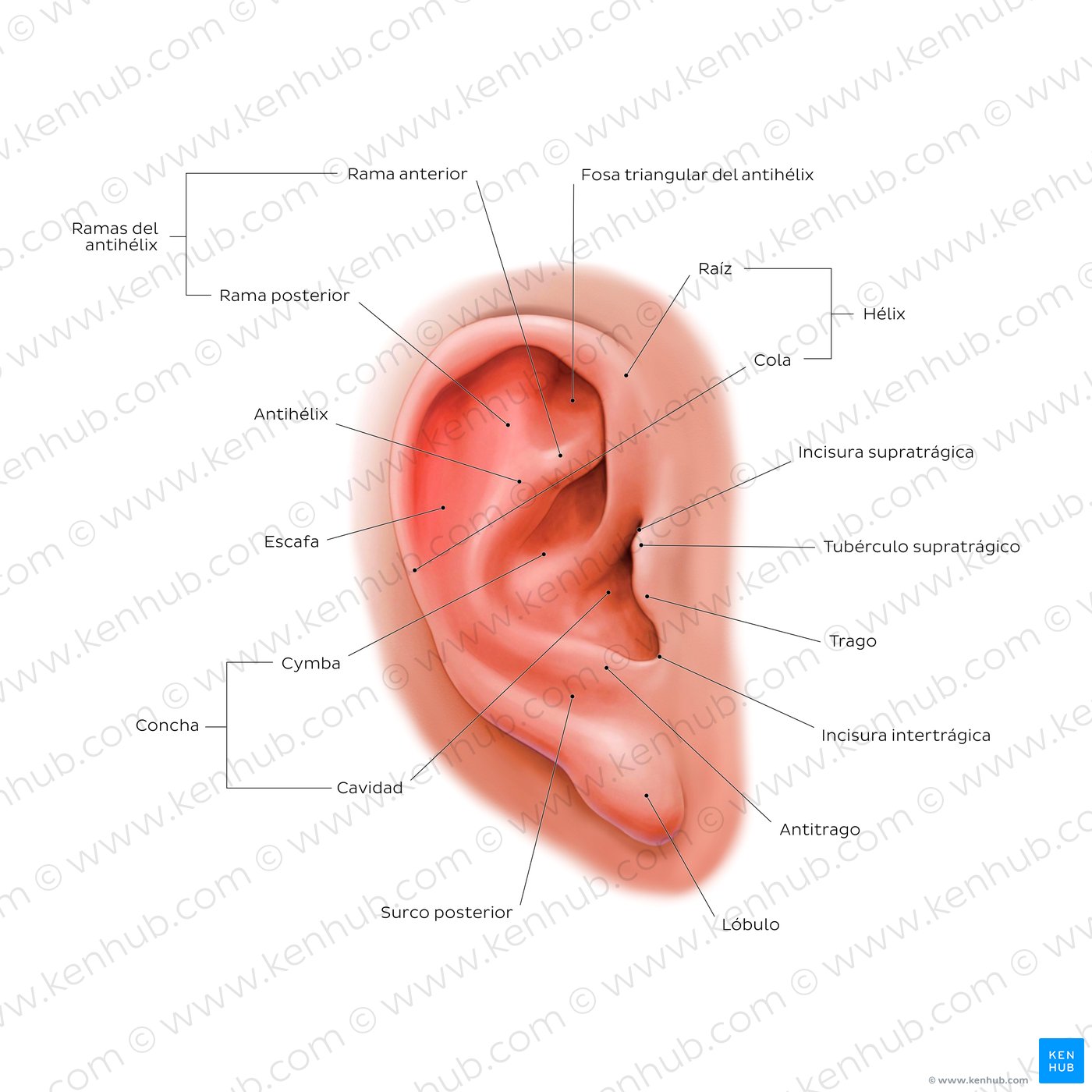 Oído: Estructura, partes, sistema auditivo | Kenhub