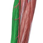Musculus flexor digitorum longus
