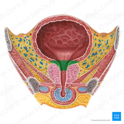 Cuello de la vejiga urinaria (Cervix vesicae urinariae); Imagen: Irina Münstermann