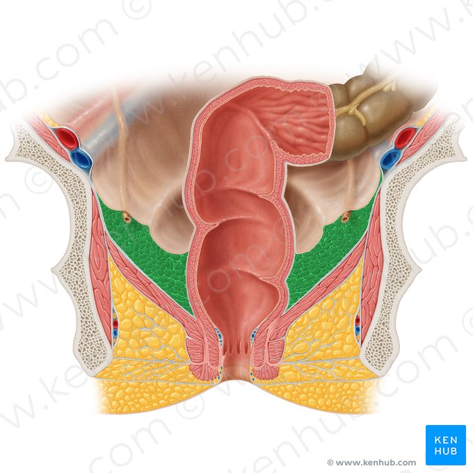 Tecido pararretal (Paraproctium); Imagem: Samantha Zimmerman