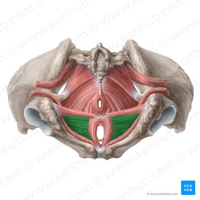 Musculus transversus profundus perinei (femininus) (Tiefer querer Dammmuskel der Frau); Bild: Liene Znotina