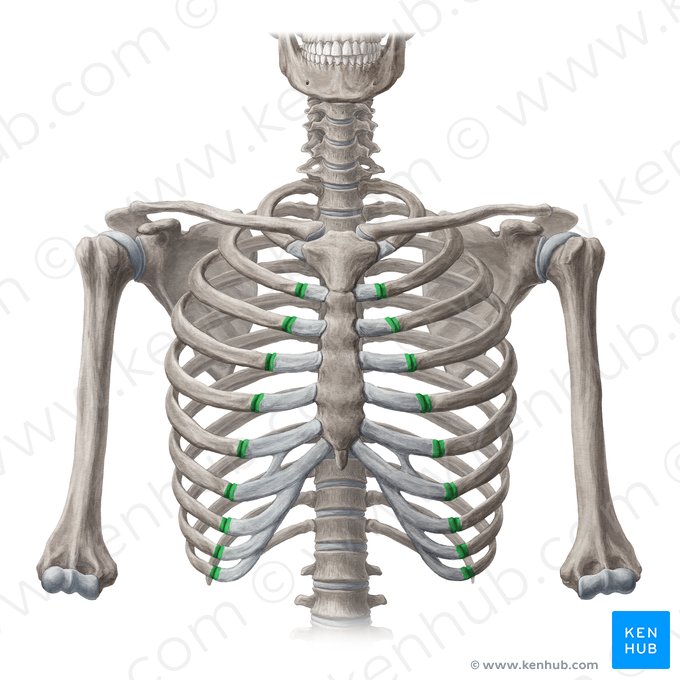 Articulações costocondrais (Juncturae costochondrales); Imagem: Yousun Koh