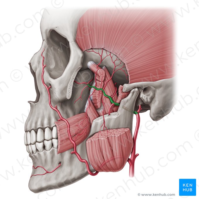 Maxillary artery (Arteria maxillaris); Image: Paul Kim