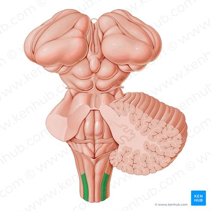 Fascículo cuneiforme (Fasciculus cuneatus); Imagen: Paul Kim