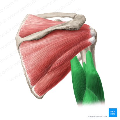 Músculo tríceps braquial (Musculus triceps brachii); Imagem: Yousun Koh