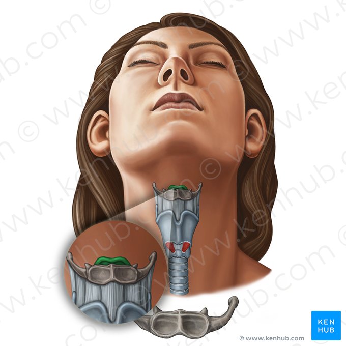 Epiglote (Epiglottis); Imagem: Irina Münstermann