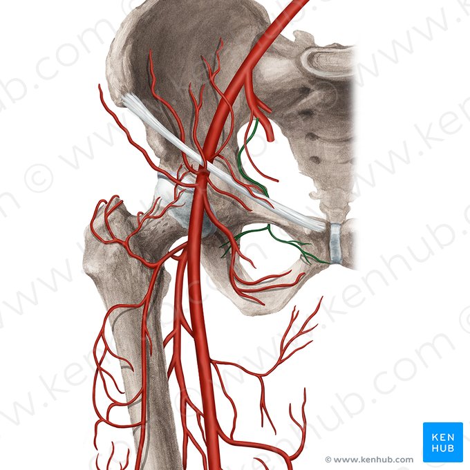 Obturator artery (Arteria obturatoria); Image: Rebecca Betts