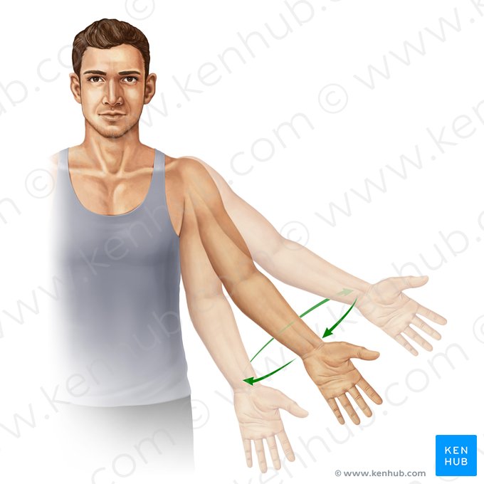 Circunducción del miembro superior (Circumductio brachii); Imagen: Paul Kim