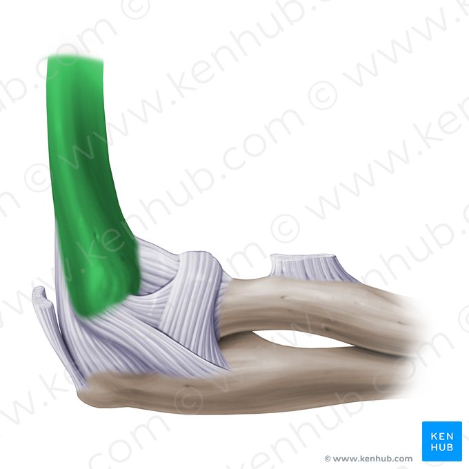 Úmero (Humerus); Imagem: Paul Kim