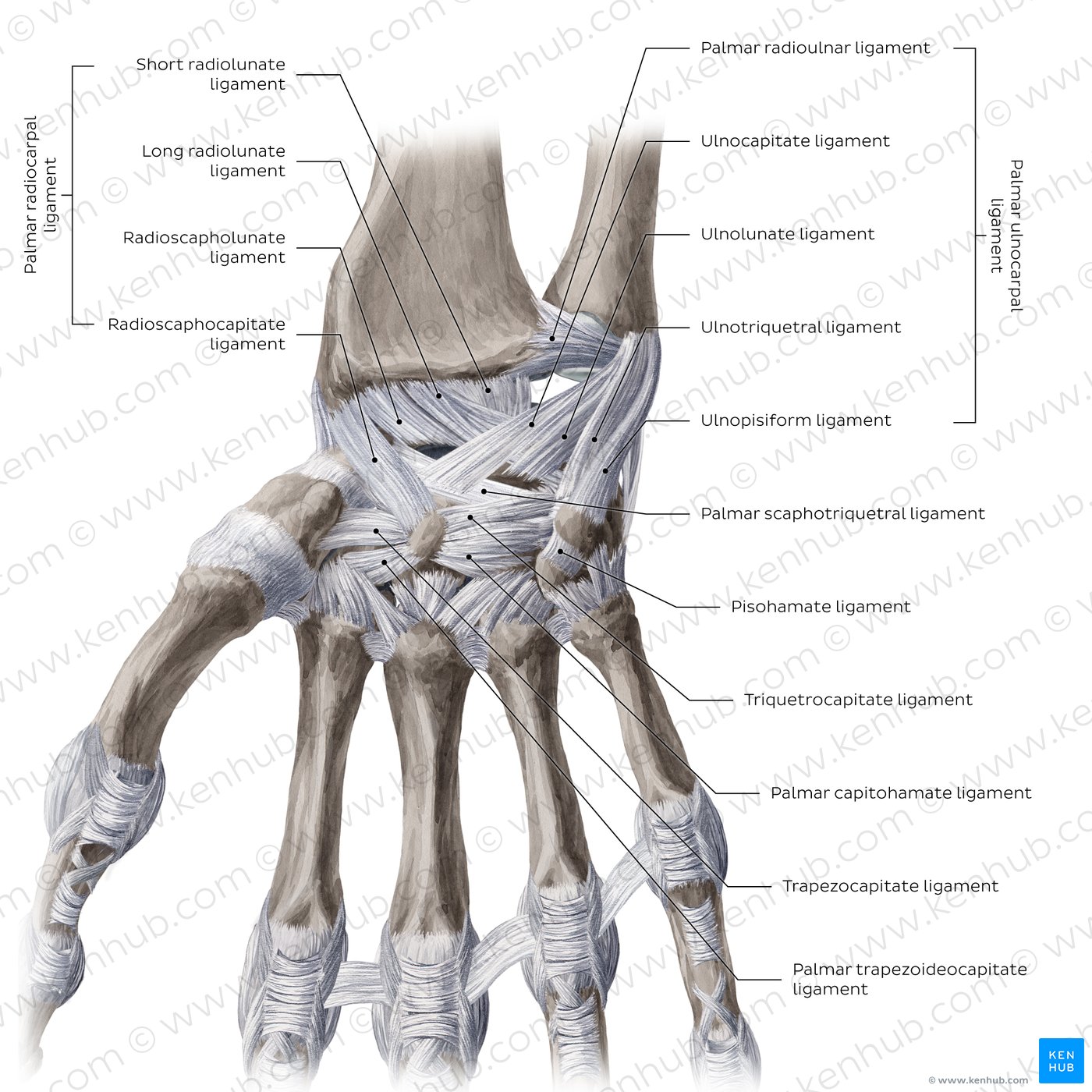 Ulnar Collateral Ligament Wrist The Medial Collateral Ligament