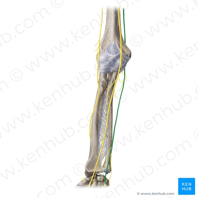 Ulnar nerve (Nervus ulnaris); Image: Yousun Koh