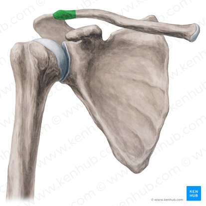 Extremidad acromial de la clavícula (Extremitas acromialis claviculae); Imagen: Yousun Koh