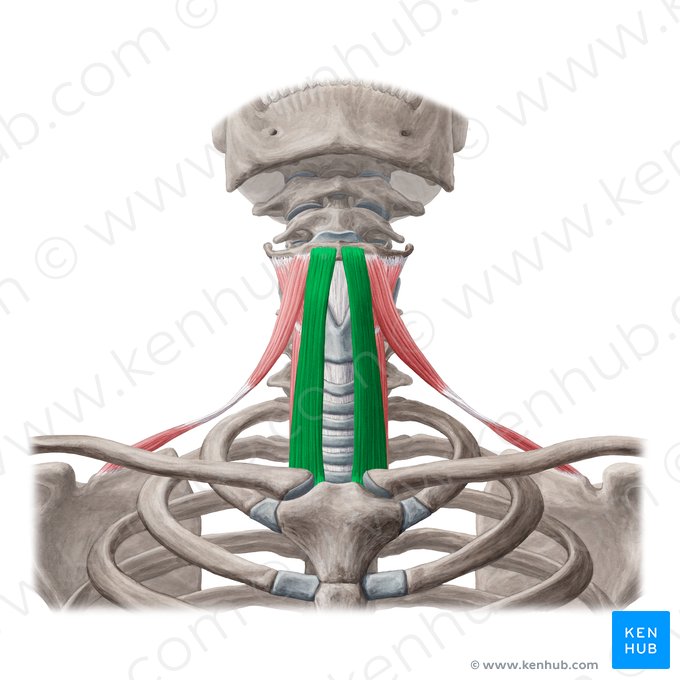 Sternohyoid muscle (Musculus sternohyoideus); Image: Yousun Koh