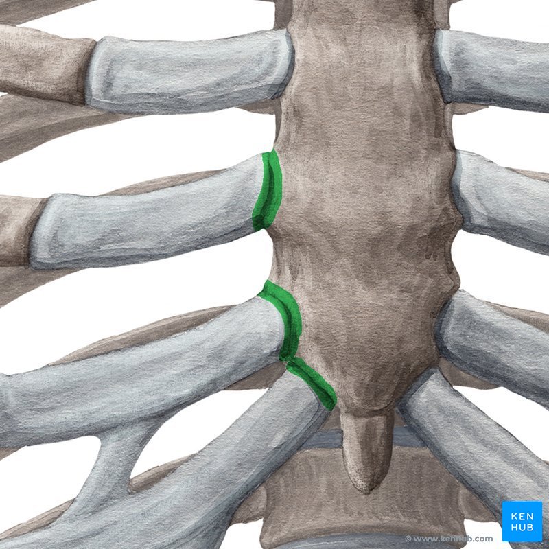 Articulações esternocostais (vista anterior)