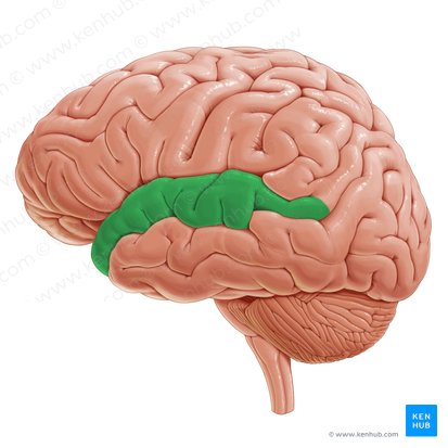 Giro temporal superior (Gyrus temporalis superior); Imagen: Paul Kim