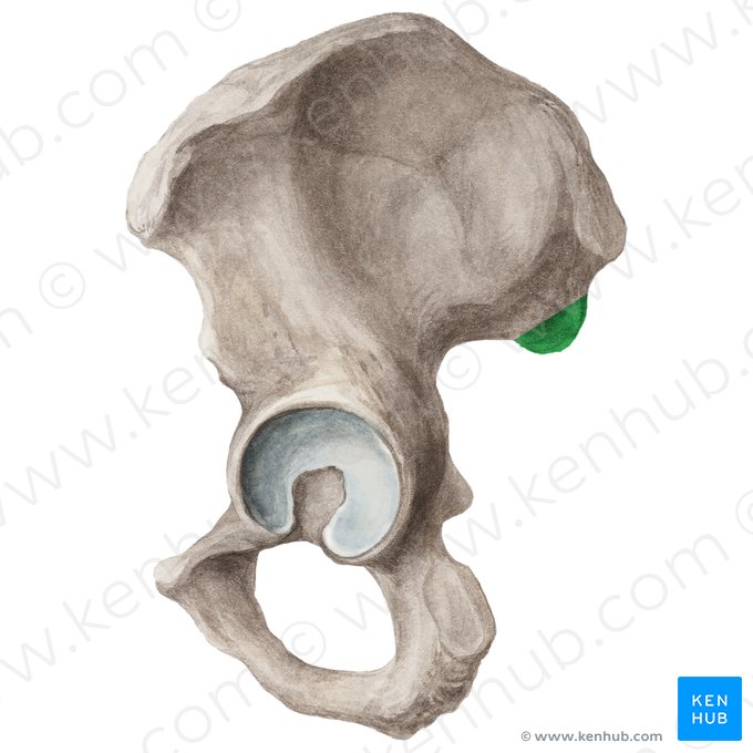 Spina iliaca posterior inferior (Hinterer unterer Darmbeinstachel); Bild: Liene Znotina