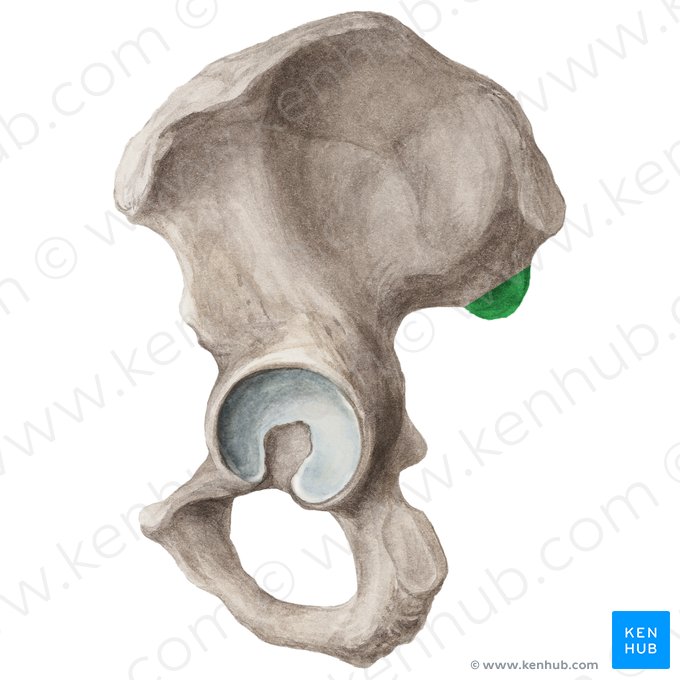 Posterior inferior iliac spine (Spina iliaca posterior inferior); Image: Liene Znotina