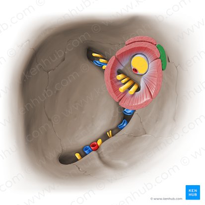 Superior oblique muscle (Musculus obliquus superior); Image: Paul Kim