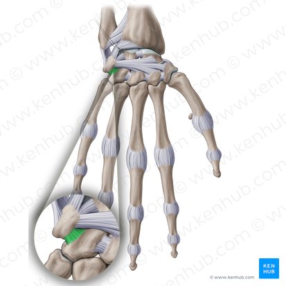 Dorsal triquetrohamate ligament (Ligamentum triquetrohamatum dorsale); Image: Paul Kim