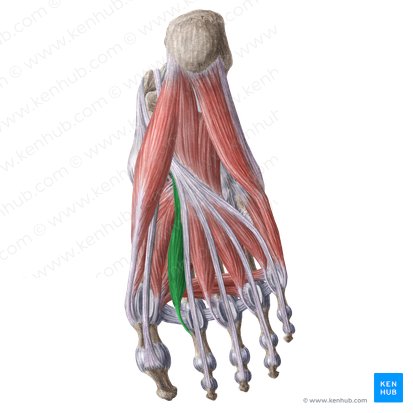 1st lumbrical muscle of foot (Musculus lumbricalis 1 pedis); Image: Liene Znotina