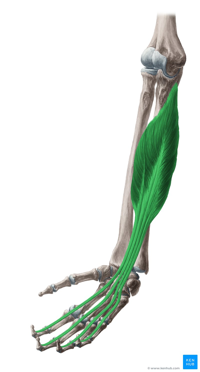 Flexor digitorum profundus muscle - anterior view