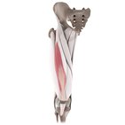 Vastus intermedius muscle (3D)