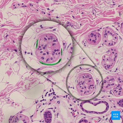 Células mioepiteliais (Myoepitheliocyti); Imagem: 