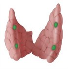 Parathyroid glands