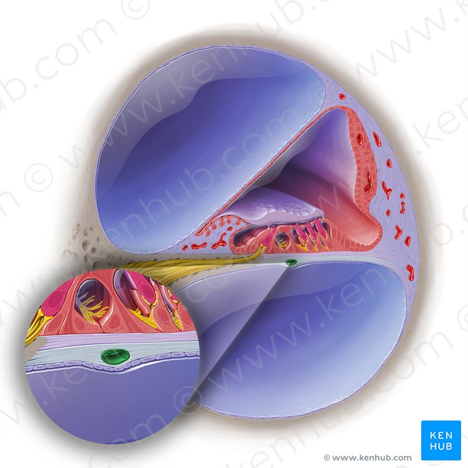 Vas spirale of cochlea (Vas spirale cochleae); Image: Paul Kim