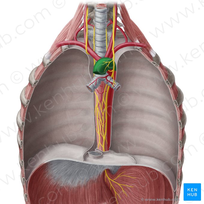 Aortic arch (Arcus aortae); Image: Yousun Koh