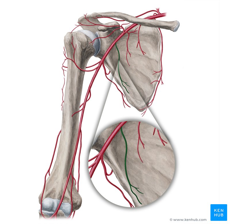 Lateral thoracic artery (Arteria thoracica lateralis)