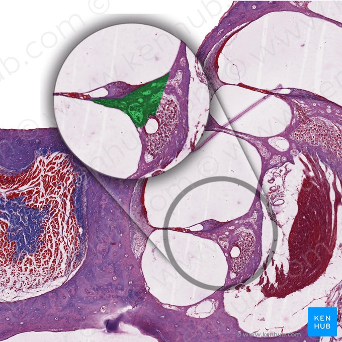 Osseous spiral lamina of cochlea (Lamina spiralis ossea cochleae); Image: 