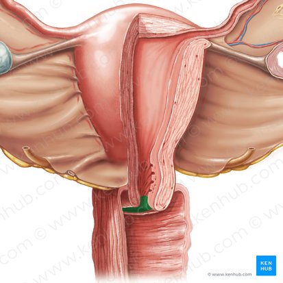 Ostium externum uteri (Äußerer Muttermund); Bild: Samantha Zimmerman