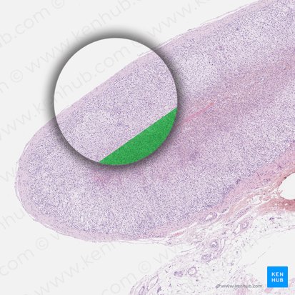 Zona reticular; Imagen: 