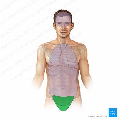 Cavidad de la pelvis (Cavitas pelvis); Imagen: Paul Kim