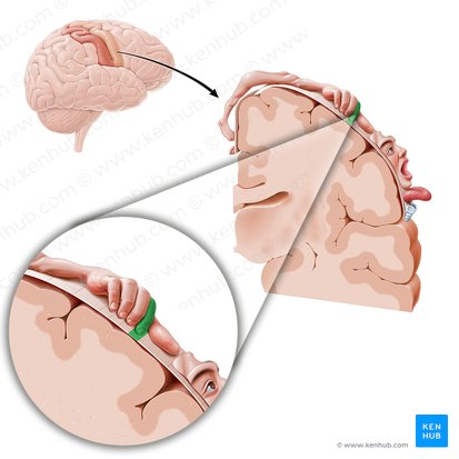 Motor cortex of index finger (Cortex motorius indicis); Image: Paul Kim