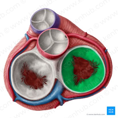 Right atrioventricular valve (Valva atrioventricularis dextra); Image: Yousun Koh