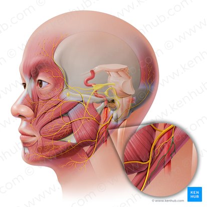 Ramo digástrico do nervo facial (Ramus digastricus nervi facialis); Imagem: Paul Kim