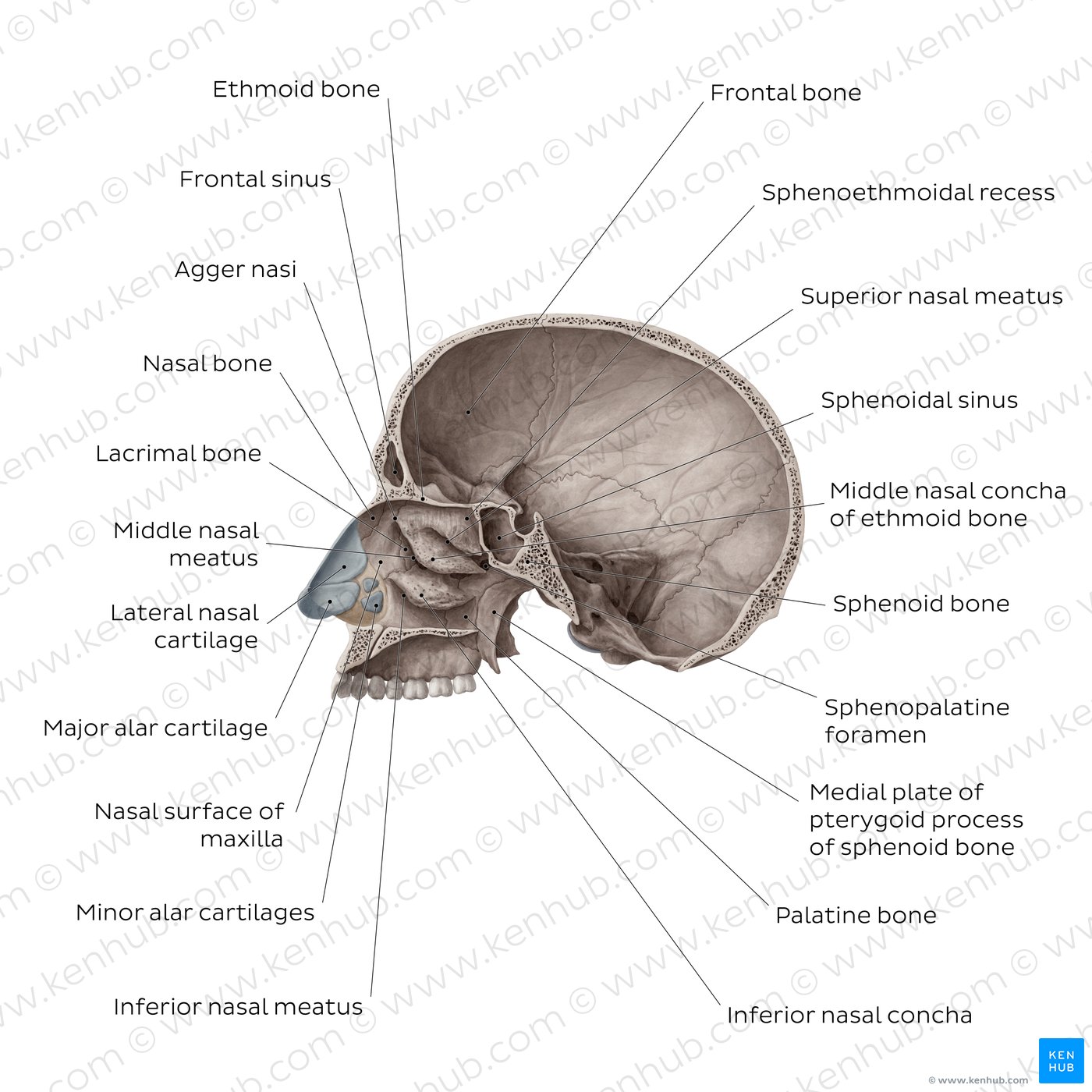 Nasal conchae: Anatomy, structure and function | Kenhub