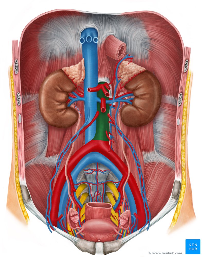 Aorta abdominal - vista anterior (verde)