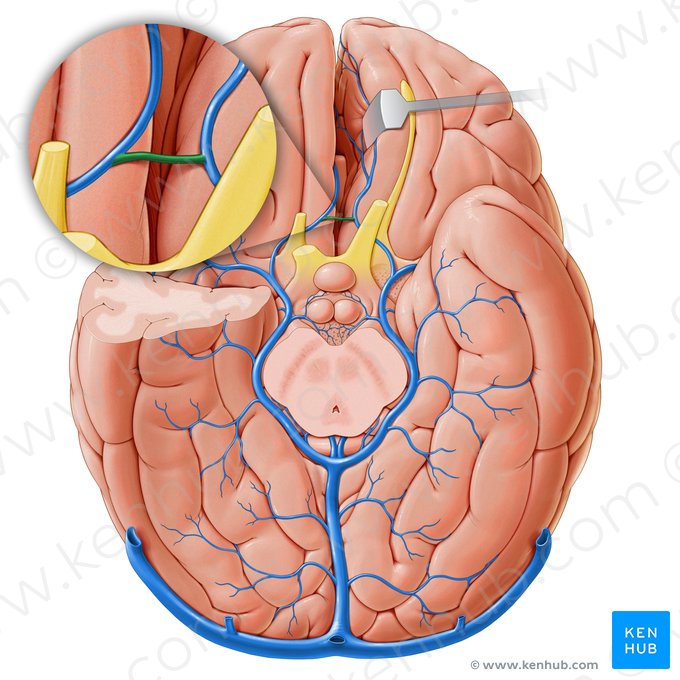 Anterior communicating vein (Vena communicans anterior); Image: Paul Kim