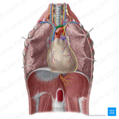 Veia braquiocefálica esquerda (Vena brachiocephalica sinistra); Imagem: Yousun Koh