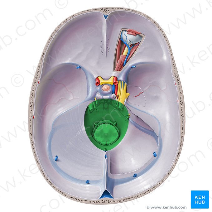 Incisura do tentório (Incisura tentorii); Imagem: Paul Kim