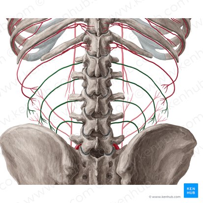 Arterias lumbares (Arteriae lumbales); Imagen: Yousun Koh