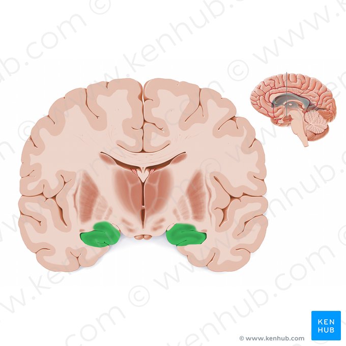 Hipocampo (Hippocampus); Imagen: Paul Kim